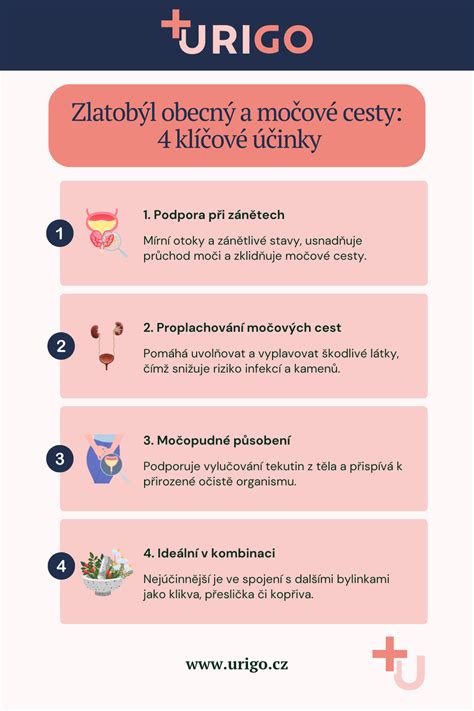 Schéma pôsobenia látok borievky na ľudský organizmus - trávenie, močové cesty a kĺby