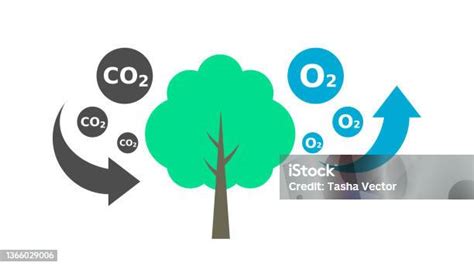 Infografika znázorňujúca proces fotosyntézy a fixácie CO2 u rýchlorastúcich drevín (napr. Paulownia) v porovnaní s tradičnými plodinami.