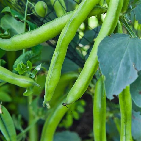 Infografika znázorňujúca kritické obdobia vlahy pre bôb obyčajný počas vegetácie