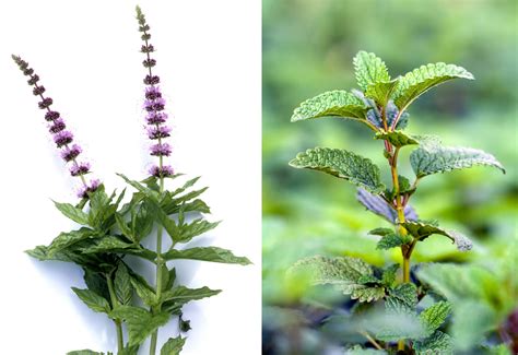 Ilustrácia rôznych liečivých byliniek ako medovka, mäta a šalvia