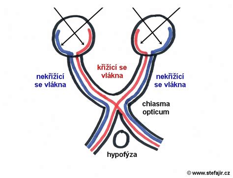 Schéma: Oko a vplyv Pycnogenolu na prekrvenie zrakového nervu