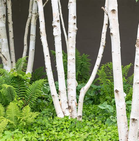 Fotografia: Breza ako solitér v minimalistickej záhrade s kamennou drťou