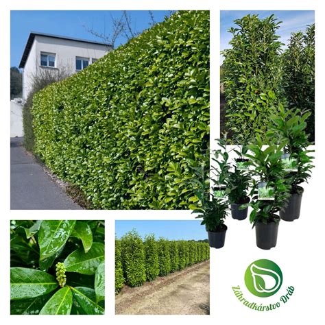 Schéma výsadby bršlenov: rozstupy medzi rastlinami pre pôdopokryvné formy