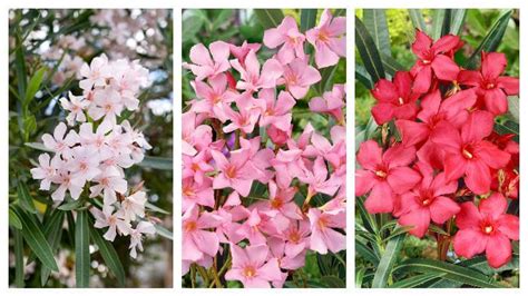 Detail kvetov bieleho oleandra a lesklých listov