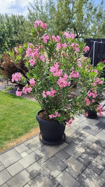 Rôznofarebné kvitnúce oleandre v kvetináčoch na predaj