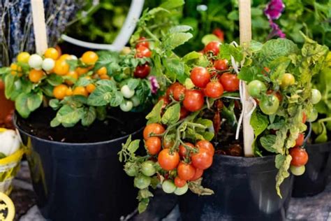 Schéma: Správne pestovanie paradajok v záhrade/skleníku