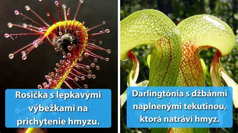 Infografika: Mechanizmy lovu mäsožravých rastlín Popradského rašeliniska