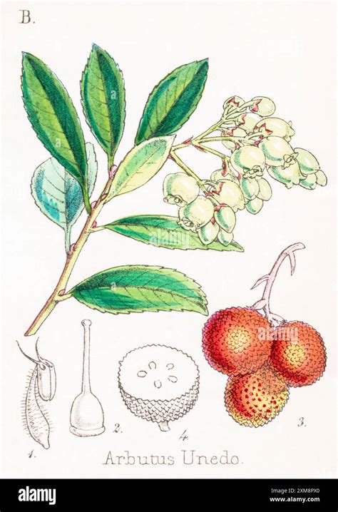 Detail plodov a kvetov jahodovca obyčajného (Arbutus unedo)