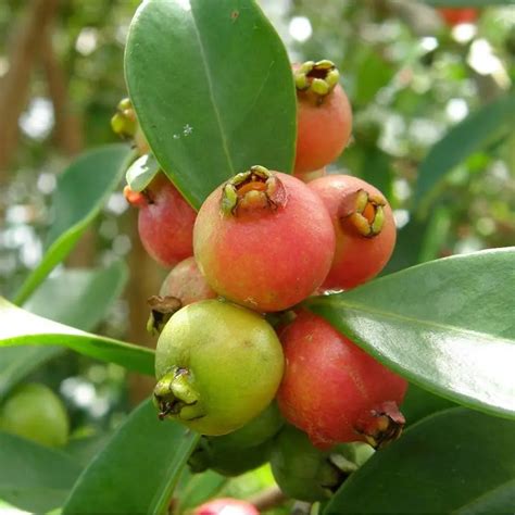 Foto jahodovej guavy (Psidium cattleianum) s plodmi a listami