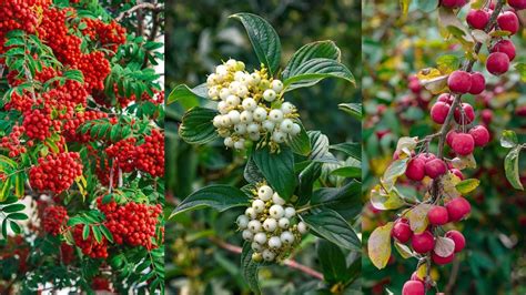 Ilustrácia rastliny kávovníka s listami a plodmi