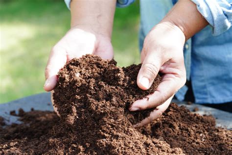 Infografika znázorňujúca ideálne zloženie substrátu: rašelina, piesok a kvalitná zemina