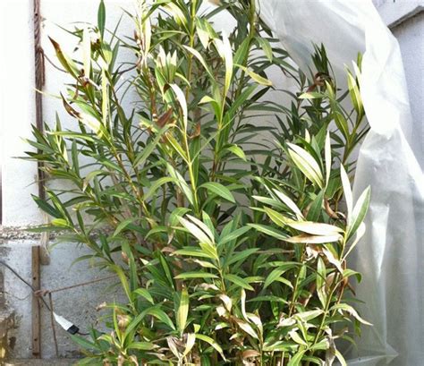 Štruktúra odrezku oleandra pripraveného na zakorenenie