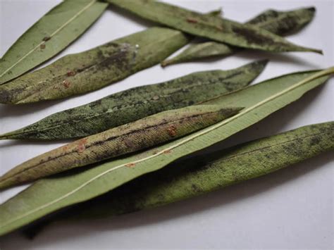 Detailný pohľad na listy oleandra napadnuté škodcami