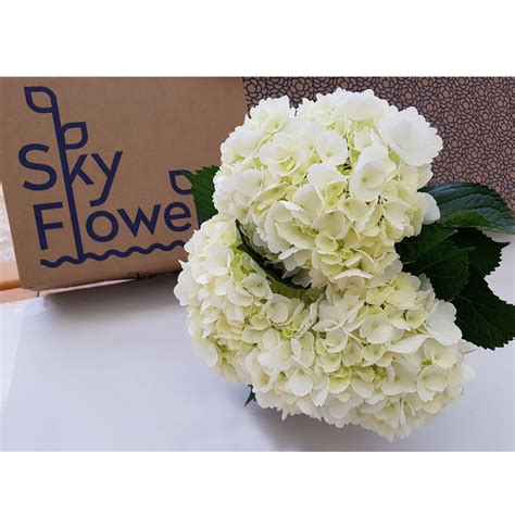 Biele kvety hortenzie dubolistej