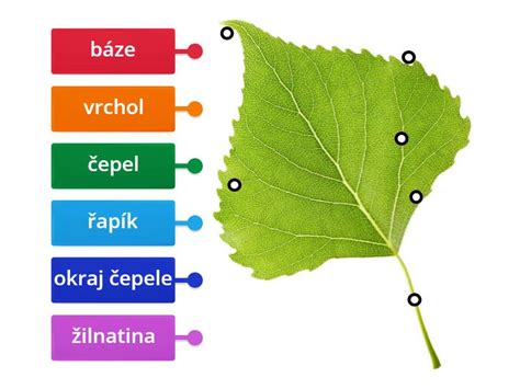 Diagram listu fuksie postihnutého hrdzou