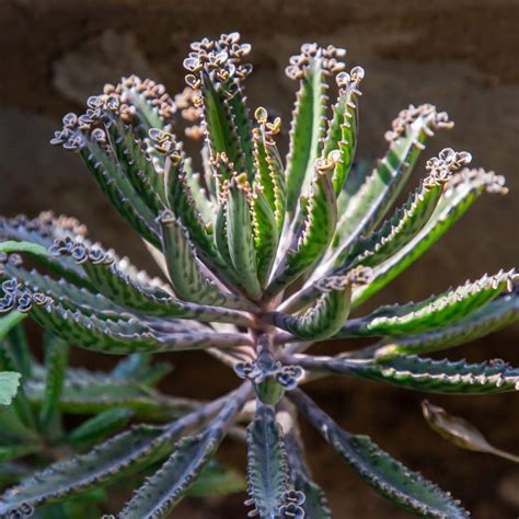 Tematické foto Kalanchoe daigremontiana