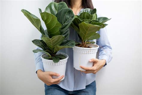 fotografia rastliny Ficus lyrata s veľkými listami