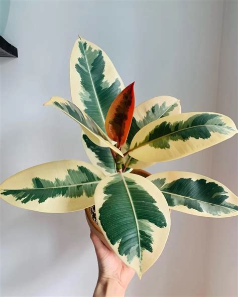 fotografia odrody Ficus elastica Tineke s panašovanými listami