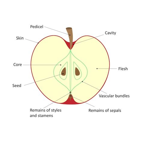 schéma anatomie jablka s jadrovníkom a semenami