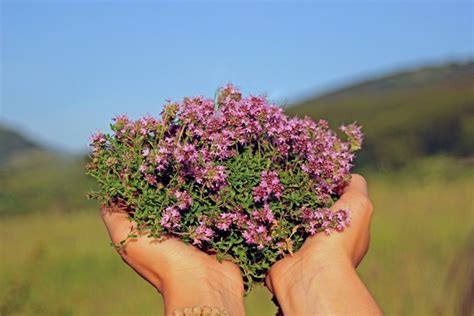 Detailná fotografia kvitnúcej materinej dúšky, ideálna pre zber