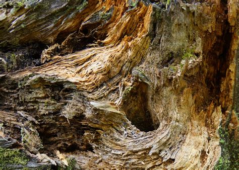 fotografia píniovej kôry v rôznych frakciách s dôrazom na jej sýtu farbu a štruktúru