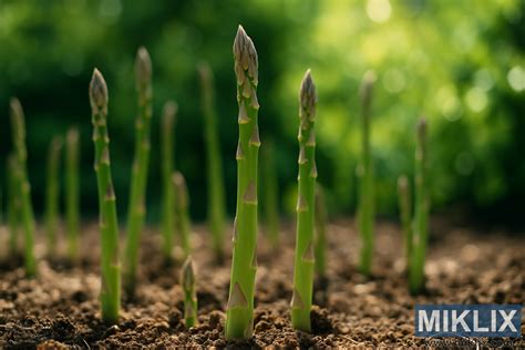 Foto mladých výhonkov špargle v záhone