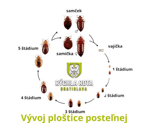 Detailná fotografia ploštice posteľnej