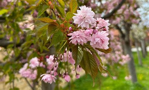 fotografia: kvitnúce slivkové stromy v slovenskej záhrade