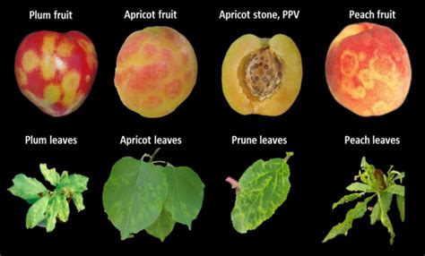 foto: prejavy šarky sliviek na listoch