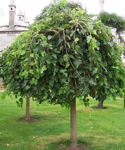 strom moruše s plodmi