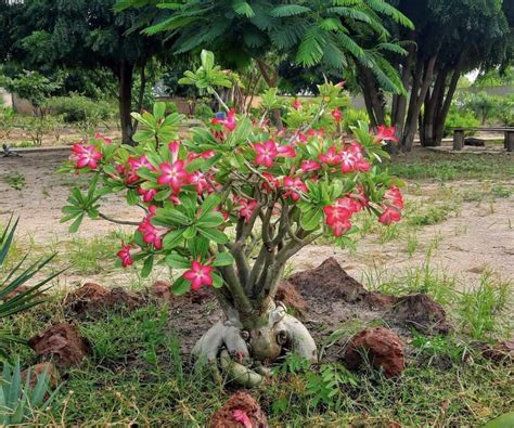 Tematické foto Adenium obesum s výrazným kaudexom a kvetmi