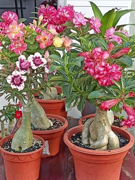 Inšpiratívne foto Adenium s tvarovaným bonsajovým kaudexom