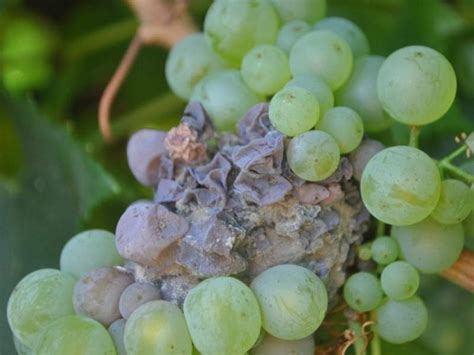 Ilustrácia huby Botrytis cinerea na bobuliach hrozna