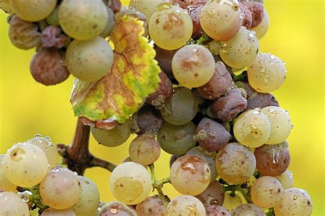Detailné zobrazenie sivého povlaku Botrytis cinerea na bobuliach hrozna