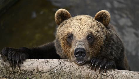 Medvedica s mláďatami vychádzajúca zo zimného brlohu.