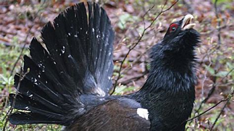 Hlucháň na tokanisku počas jari.