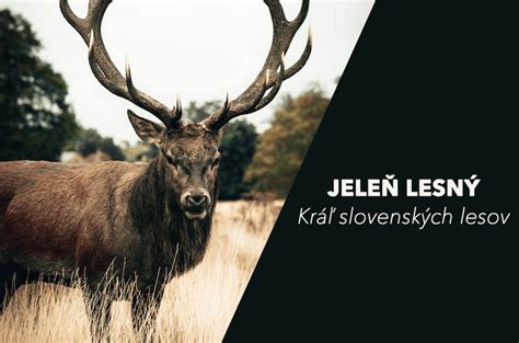 Jeleň v plnej sile počas rujného obdobia.