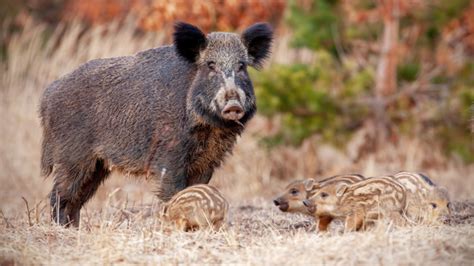 Diviačica s početným vrhňom mláďat.