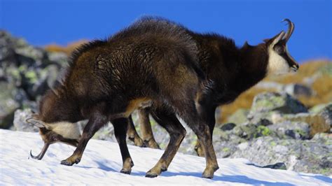 Kamzík žijúci vo vysokohorskom prostredí.