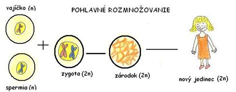 Schéma znázorňujúca rozdiely medzi pohlavným a nepohlavným rozmnožovaním.