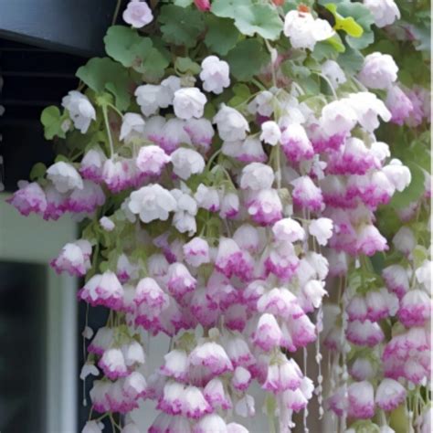 Ilustrácia rôznych farebných balkónových kvetov v lete