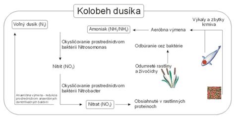 infografika zobrazujúca kolobeh dusíka v pôde a jeho príjem rastlinami