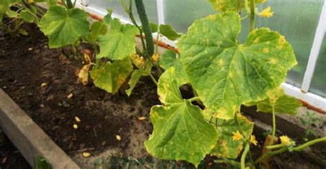 Ilustrácia napadnutých listov uhorky múčnatkou s bielym povlakom