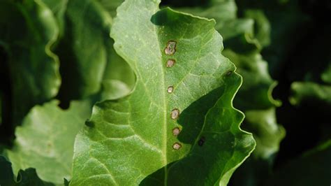 Fotografia listov repy s charakteristickým bielym povlakom múčnatky a čiernymi bodkami kleistotécií