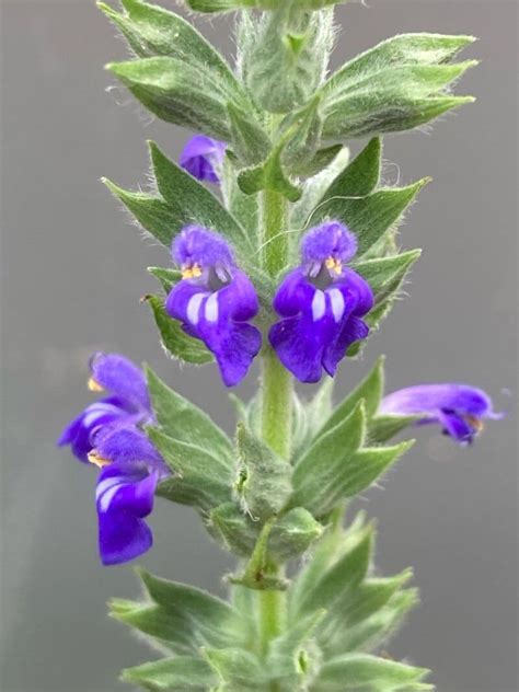 Zblízka kvetov a listov šalvie hispánskej (Salvia hispanica)