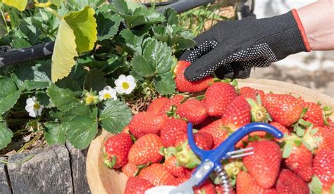 ilustrácia znázorňujúca správnu aplikáciu hnojiva ku koreňom jahôd