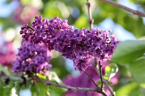 Detailné foto kvetov orgovánu (Syringa vulgaris) v rôznych odtieňoch