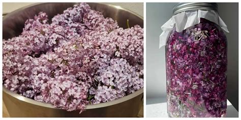 Obrázok rôznych odrôd orgovánu s ich charakteristickými kvetmi