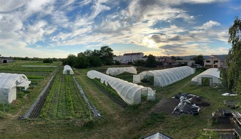 Ilustračná fotografia rôznych druhov zeleniny a byliniek pestovaných vo fóliovníku