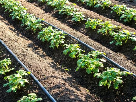 Detailné zábery kvapkových hadíc a kvapkovačov pri práci v záhone.